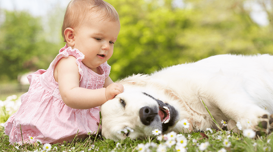 dogs and newborn babies